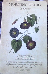 Botanical Inspirations Deck & Book Set